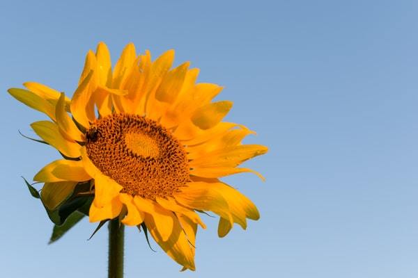 Sunflower in Central Illinois village against light blue sky